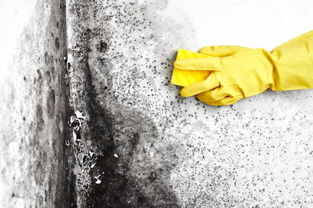Mold Testing and Removal in Shelbyville, TN
