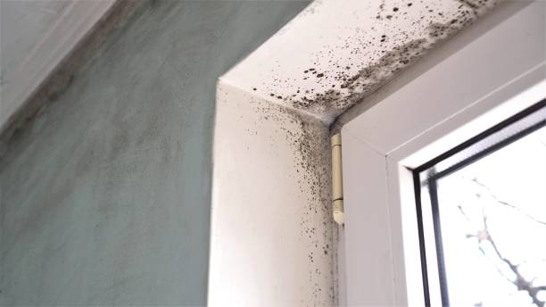 Shelbyville, TN Mold Removal Company