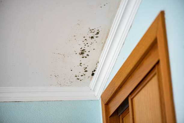 Best Mold Remediation  in Shelbyville, TN