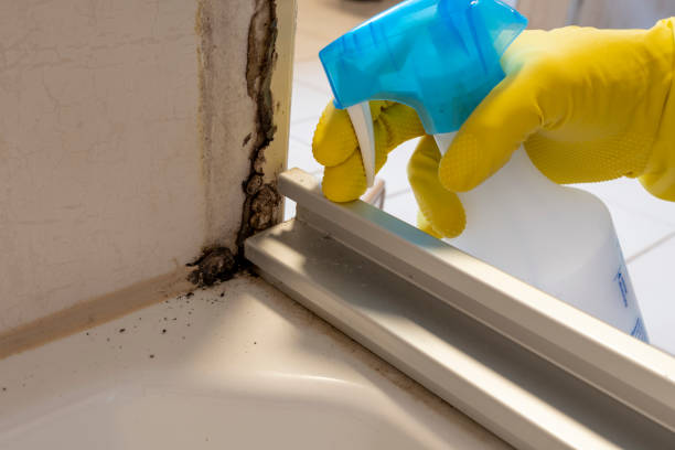 Best Professional Mold Removal  in Shelbyville, TN