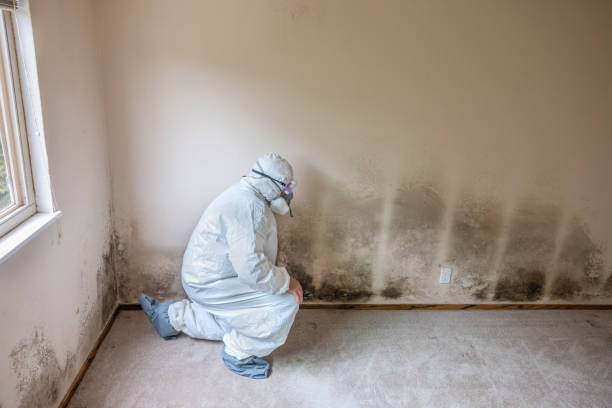 Best Mold Damage Repair  in Shelbyville, TN