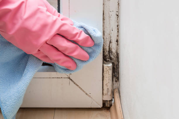 Best Mold Removal Specialists  in Shelbyville, TN