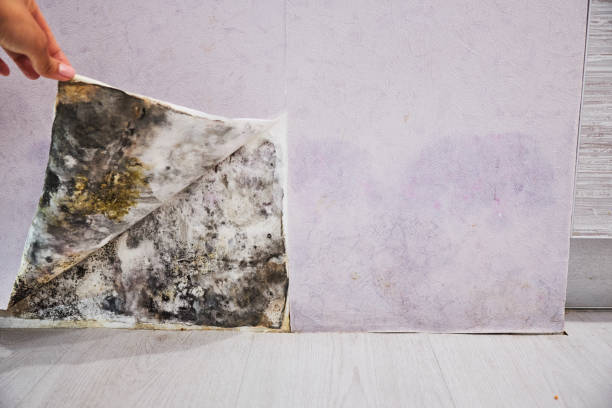 Best Mold Cleaning Services  in Shelbyville, TN